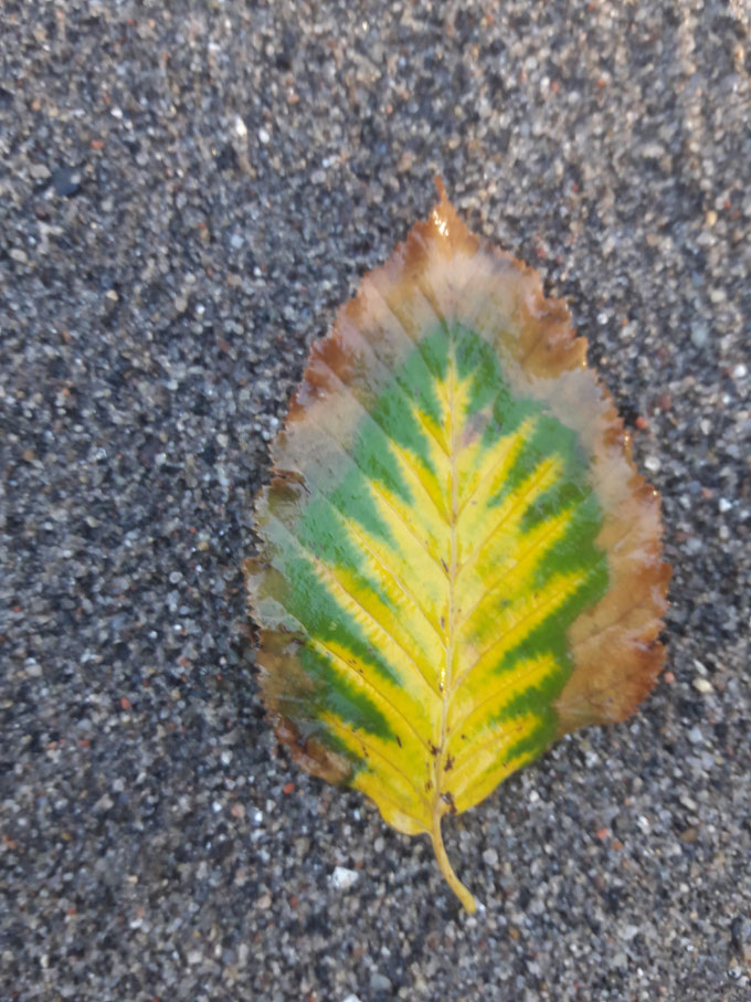 Herbstführung im Wald