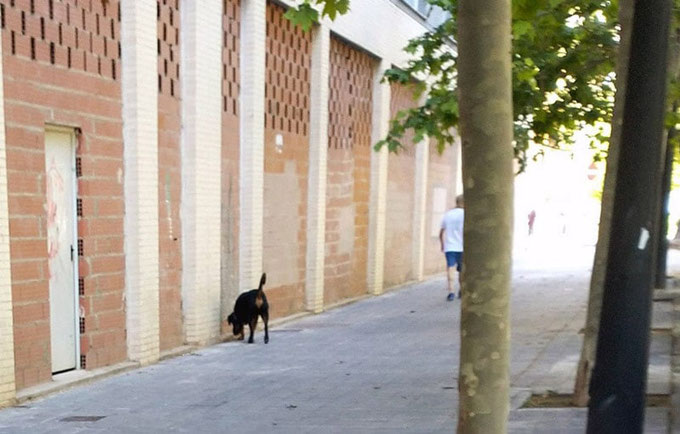Perros sueltos y sin bozal, heces sin recoger y suciedad y peligro para la salud en la Ciudad de Valencia.
