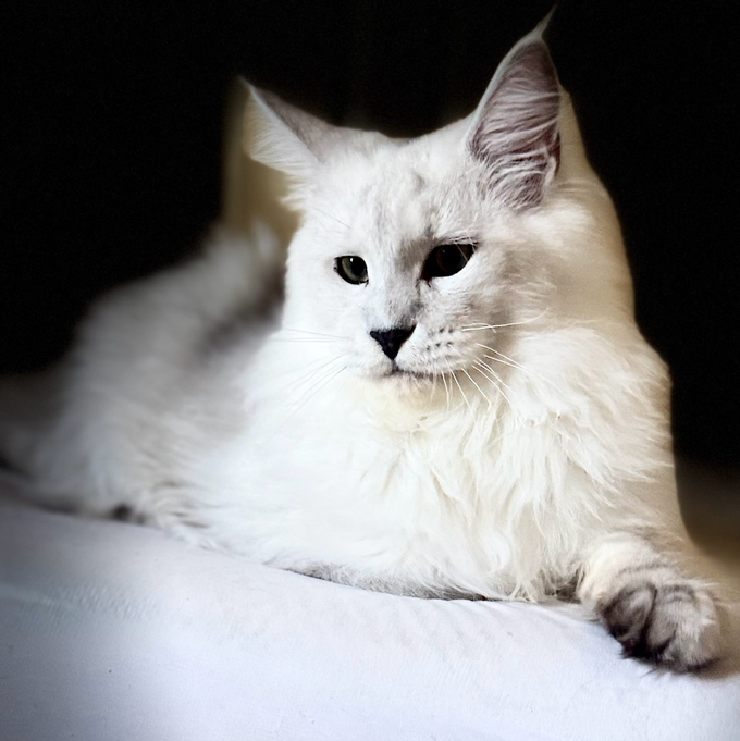 Luxury Maine Coon Kittens for Sale | USA Breeders EuroCoons