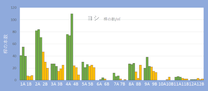 図４．（グラフ）：渡良瀬遊水地植生調査結果　コドラート内の　ヨシ　桿数