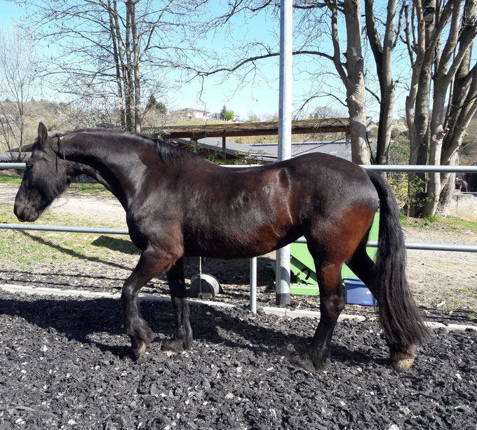 Pferd nach Senmotic Equine Therapy Behandlung in Hessen