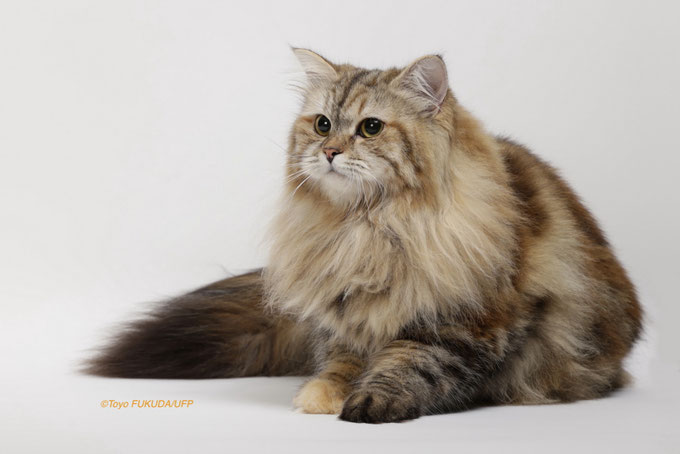 我が家の猫たち キャッツアイドル 我が家の猫たち キャッツアイドル