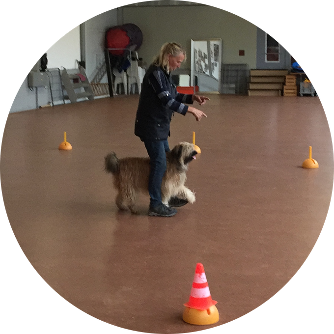 Dancing Circle Dogs DCD Trainingstreff ARO Hundetraining dancing-circle-dogs-dcd-trainingstreff-aro-hundetraining