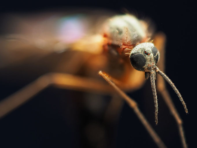 Extreme Makroaufnahme einer Mücke