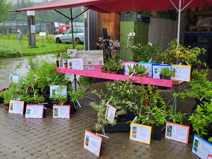 Pflanzenangebot Bio-Gärtnerei AstrantiAs GmbH Wildrosen - Wildfrüchte - Naturgarten-Pflanzen am Spezialitätenmarkt Wädenswil