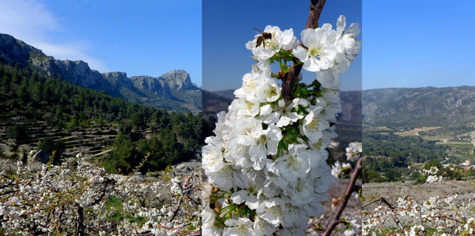 Vall de Gallinera - Kirschblüte im März