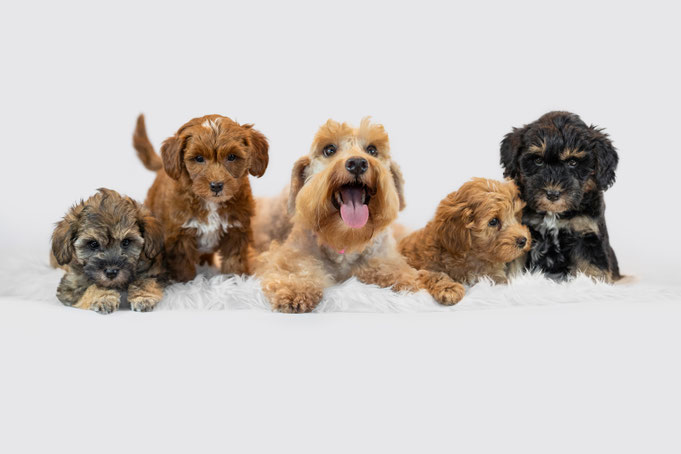 Schnoodle Doodle Doodlewelpen Schnauzermix Pudelmix