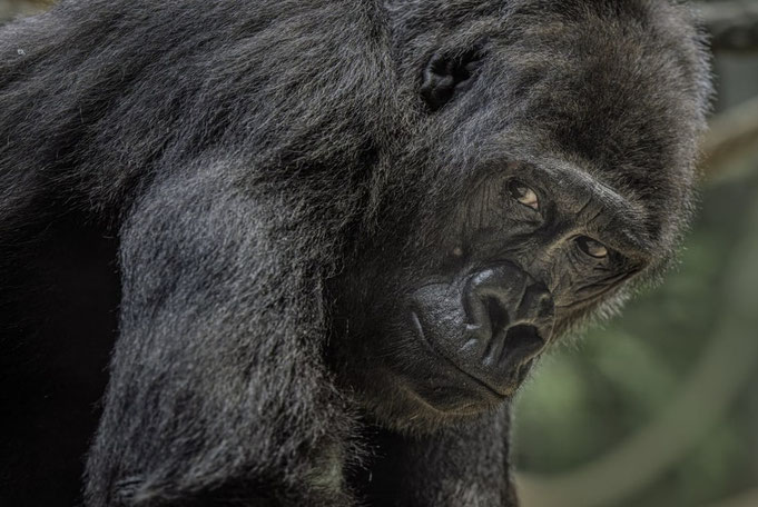 VIRUNGUITA - Foto: Zoo Zürich, Enzo Franchini