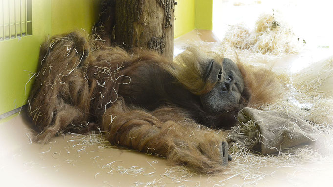 Orang Utan BRUNO † - Münchner Tierpark "Hellabrunn" / © Photo: Heike Arranz Rodriguez 