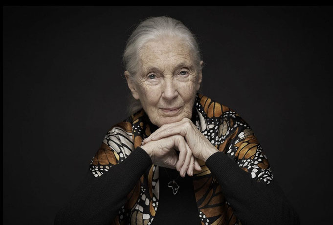 Quelle & Copyright by Jane Goodall Institut Deutschland