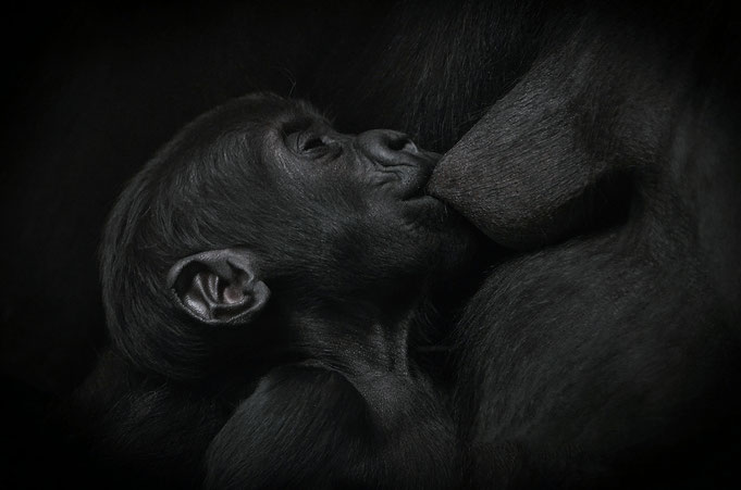 Gorillababy in der Stuttgarter Wilhelma / Photo: © Heike Arranz Rodriguez 