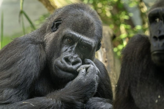 MAYUMI - Foto: Zoo Zürich, Fabio Süess