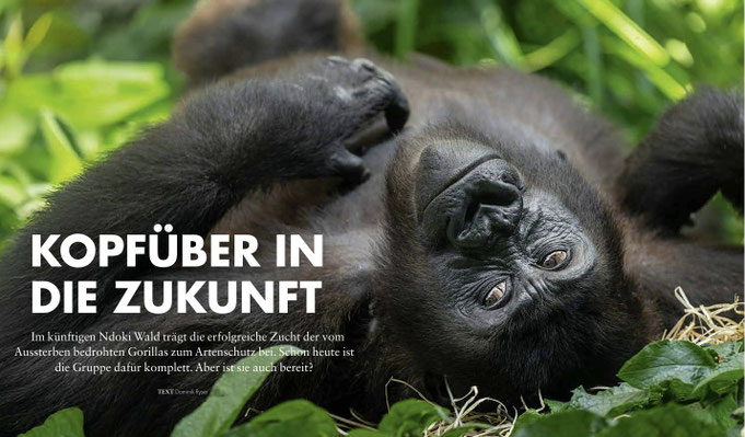IVINDO -  Foto: Zoo Zürich, Fabio Süess