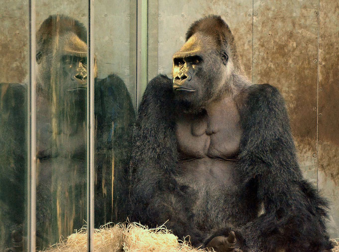 Gorilla ROUTUTU - Tierpark München "Hellabrunn" / © Heike Arranz Rodriguez 