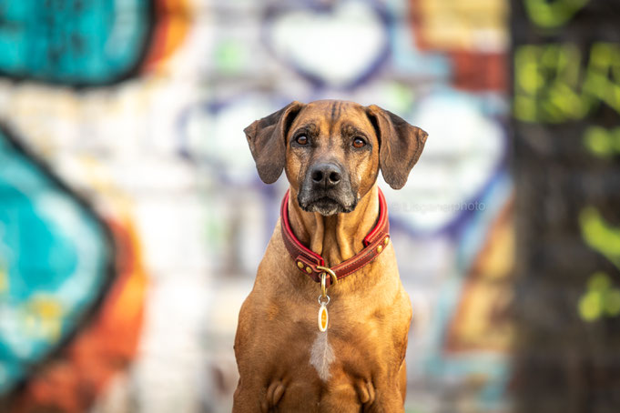 Rhodesian ridgeback Desiree Dea of Luanda