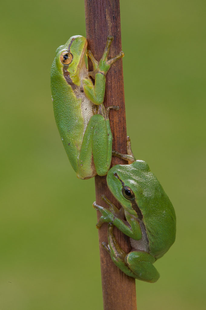 Europäischer Laubfrosch