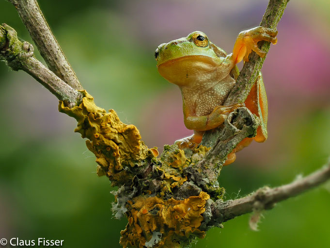 Europäischer Laubfrosch