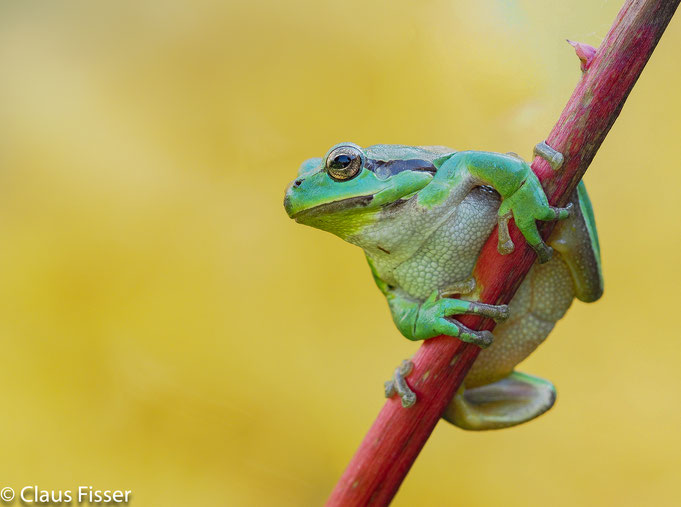 Europäischer Laubfrosch