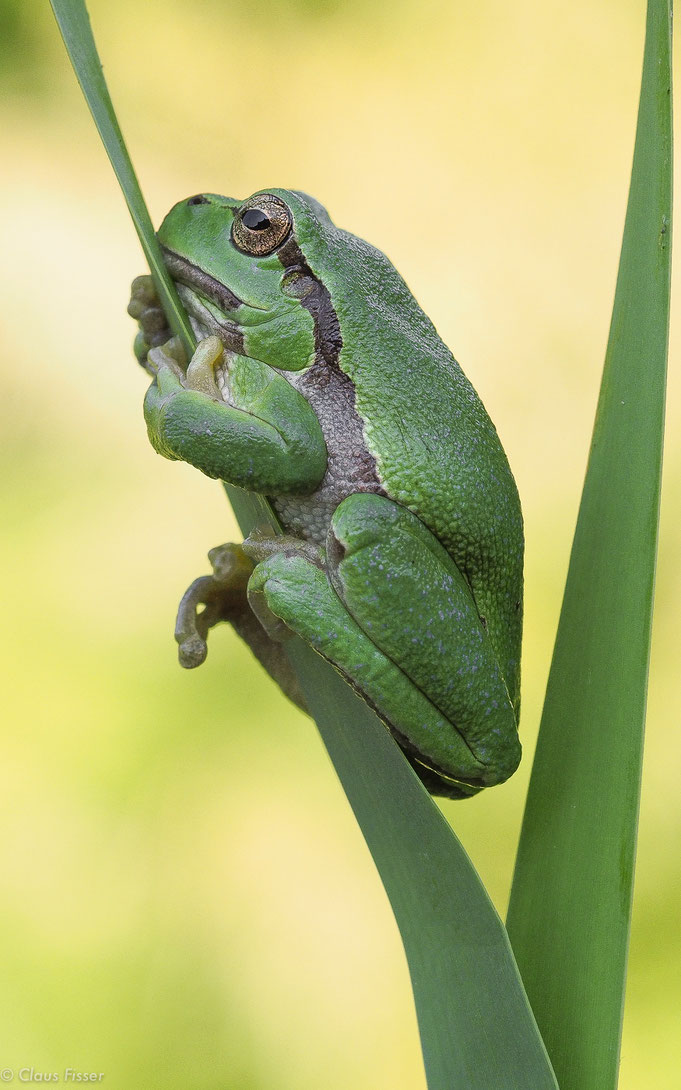 Europäischer Laubfrosch