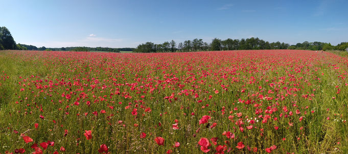 My Inspiration: beautiful red poppy field along a walk at the baltic sea coast