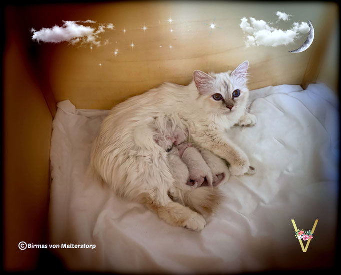 Mama Smilla und ihre Babys