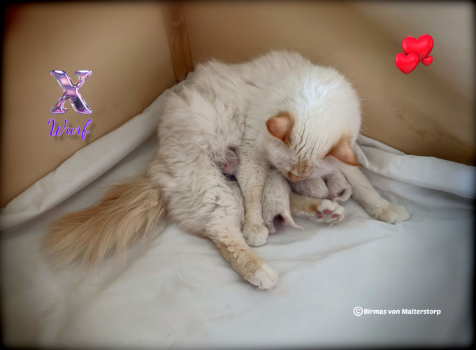 Mama Rachel und ihre Babys