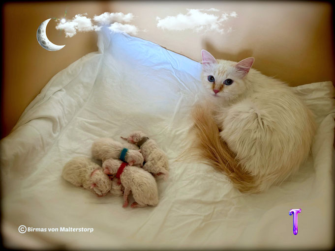 Mama Queen und ihre Babys