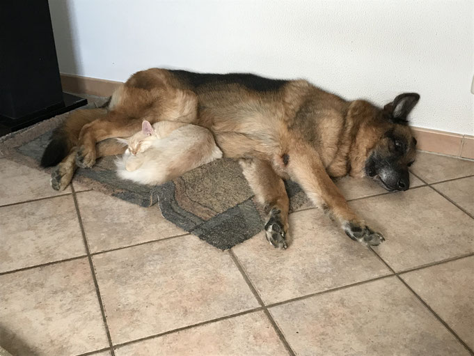 Mein Schäferhundrüde Finn und mein Maine-Coon-Kater Matti