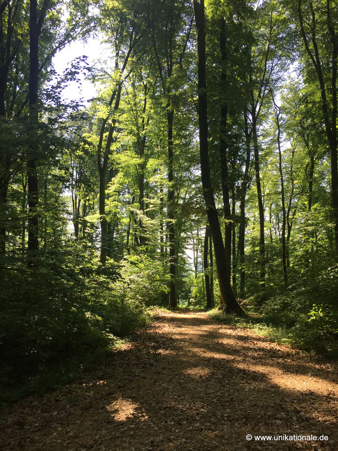 Wald, Friedwald Wangen