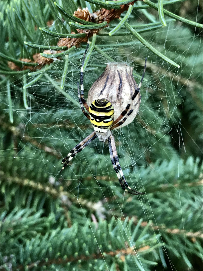 Wespenspinne