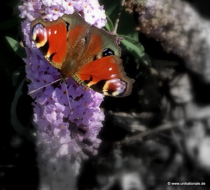 Schmetterling auf Flieder