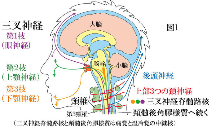 三叉神経頚髄核