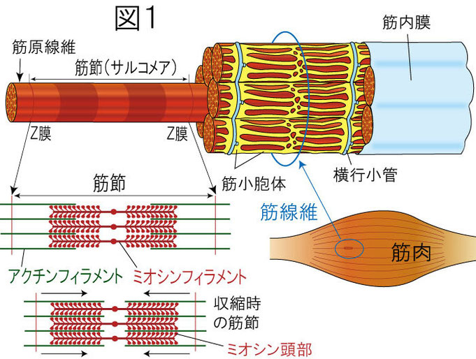 筋肉　筋線維　筋原線維　筋節（サルコメア）　筋小胞体　アクチン　ミオシン　横行小管