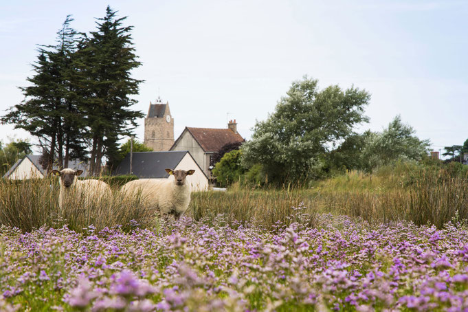 Schafe in Havre von Saint-Germain-sur-Ay, Urlaub mit Hund in der Normandie