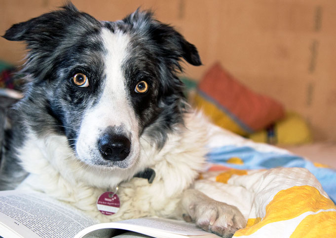 Hund, Normandie, Urlaub, Ferien, Buchtipp