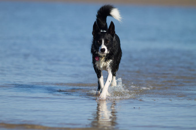 Hund, Urlaub, Normandie, Silvester mit Hund in der Normandie