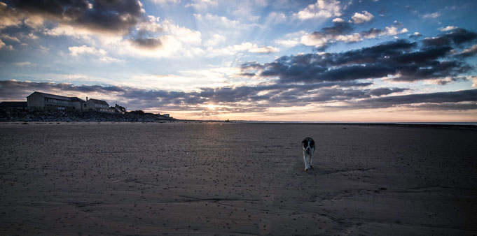 Silvester mit Hund in der Normandie, Cotentin, Urlaub mit Hund Normandie