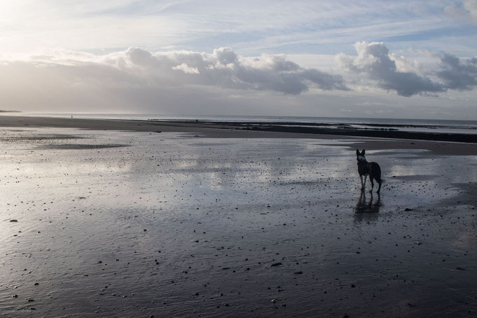 Urlaub mit Hund in der Normandie, Hundeurlaub, Cotentin, Strand, Hund