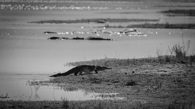 krokodil | krüger nationalpark | südafrika