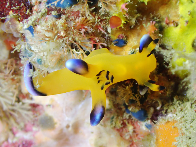 ウデフリツノザヤウミウシ - 天草よかよかダイビング 九州牛深