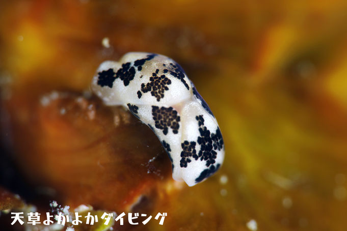 モンガラキセワタ