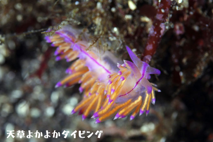 セスジミノウミウシ