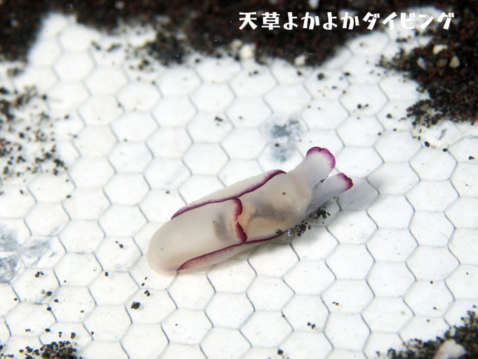 アカヘリキセワタ