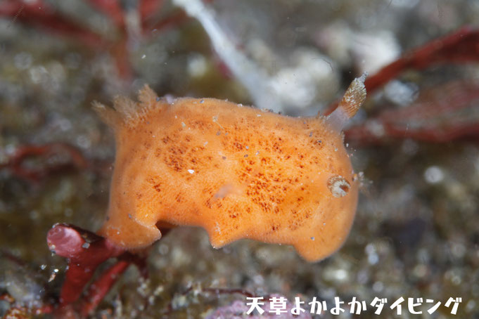 イソウミウシ