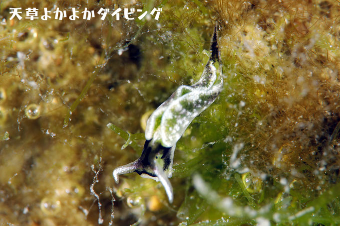 イズミミドリガイ