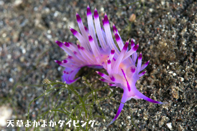 ロータスミノウミウシ