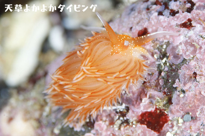 アカヘリキセワタ