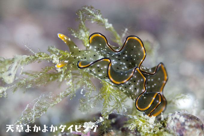 コノハミドリガイ