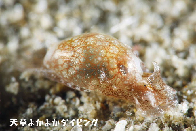 ミドリタマゴガイ