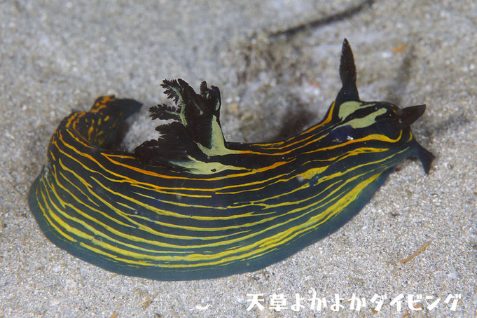 イシガキリュウグウウミウシ